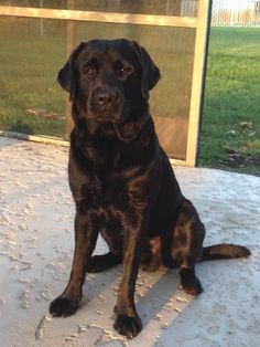 a large black dog sitting on top of a cement floor next to a glass door