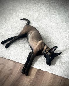 a siamese cat is laying on the floor