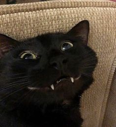 a black cat sitting on top of a couch with it's mouth wide open