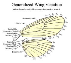 an image of a diagram of a butterfly's wing and its external structures, including the