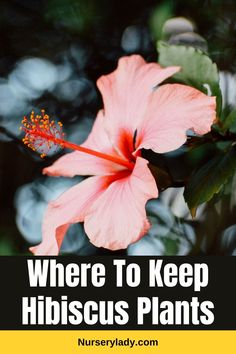 Hibiscus plant placement -
Ideal location for hibiscus -
Hibiscus sunlight requirements -
Hibiscus indoor placement -
Outdoor hibiscus care -
Best spot for hibiscus -
Hibiscus container gardening -
Hibiscus garden placement tips -
Hibiscus pot location -
Hibiscus growing conditions -
Hibiscus plant positioning -
Hibiscus optimal placement -
Hibiscus sunlight exposure -
Choosing hibiscus planting location -
Hibiscus care location tips -
Hibiscus garden spot selection -
Hibiscus growing advice -