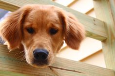 a close up of a dog looking over a fence