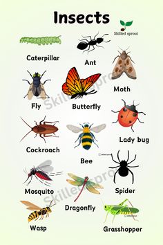 an insect poster with different types of insects