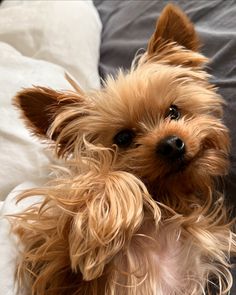 a small brown dog sitting on top of a bed