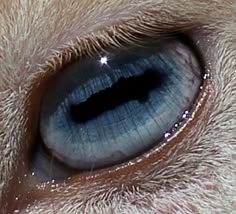 an animal's eye is shown in this close up photo
