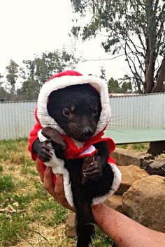 a small black animal wearing a santa hat and holding it's owner in his hand