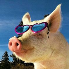 a pig wearing sunglasses on top of it's head