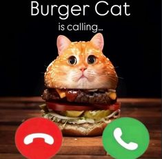 a cat is sitting in front of a hamburger with the caption burger cat is calling