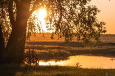 a bike is parked under a tree by the water at sunset or sunrise, with grass and trees in the foreground