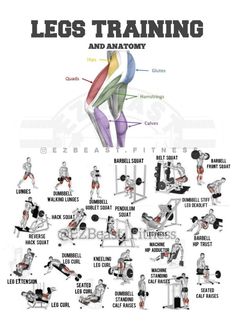an image of a poster with the words leg training and anatomy in different positions on it
