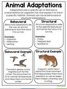 an animal's habitat and its surroundings are labeled in the text, which is also described