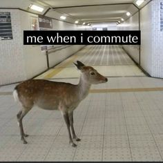 a deer is standing in the middle of a long hallway with words on it that read, me when i commute