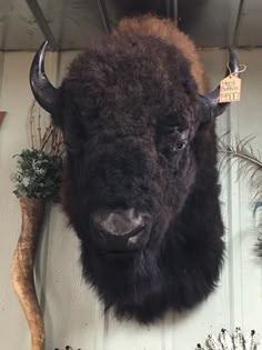 a bison head mounted to the side of a wall next to feathers and other items
