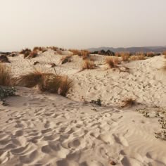sand dunes with grass and bushes in the foreground