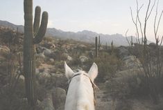 a white horse standing next to a cactus