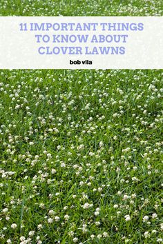 clover lawn outside