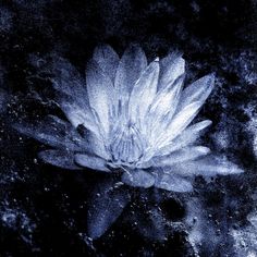 a white flower floating on top of water