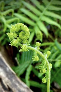 a close up of a plant with leaves in the background
