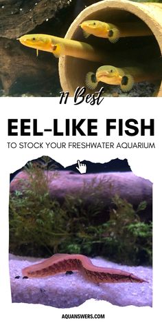 an aquarium with fish in it and the words best feel - like fish to stock your freshwater aquarium