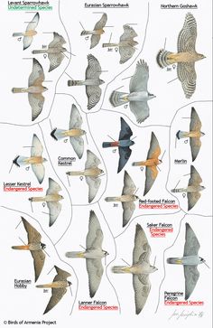 the different types of birds that are flying in the sky, with their names on them