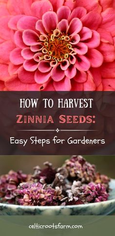 A close-up of a pink zinnia flower with intricate petal details, followed by text reading "How to harvest zinnia seeds: Easy steps for gardeners" in a decorative font over a dark background. Below, a bowl filled with dried zinnia flower heads, ready for seed collection. The website "celticrootsfarm.com" is displayed at the bottom.