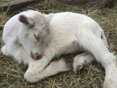 a white goat laying on top of dry grass
