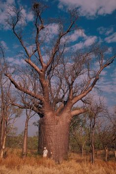 a man standing in front of a large baobe tree with no leaves on it