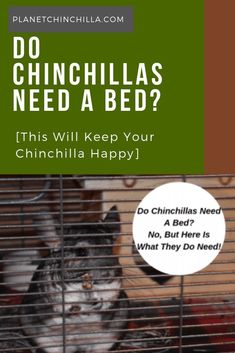 a cat in a cage with the caption do chincllas need a bed? this will keep your chinchilla happy