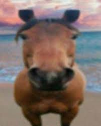 a brown horse standing on top of a sandy beach