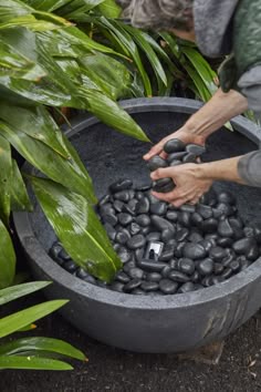 a person reaching for rocks in a large pot with plants around it on the ground