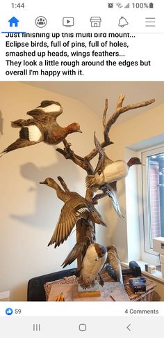 a bunch of birds that are on top of a table in front of a window