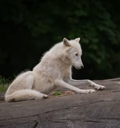 a white wolf laying on top of a rock