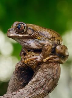 a frog sitting on top of a tree branch