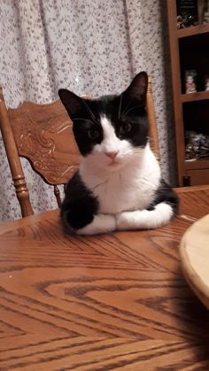 a black and white cat sitting on top of a wooden table next to a chair