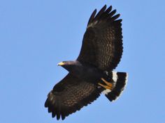 a large black bird flying through the air