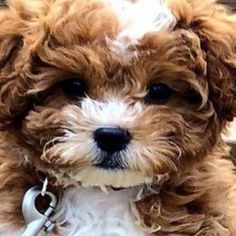 a small brown and white dog sitting on top of a wooden floor next to a wall
