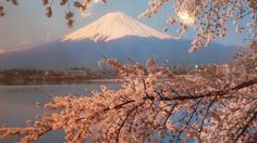 the cherry blossoms are blooming in front of a mountain