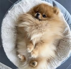 a small brown dog laying on top of a pet bed with his paws up in the air