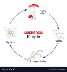 Mushroom Life Cycle Stages, Mushroom Life Cycle, Mushroom Life Cycle Diagram, Mushroom Cycle, Fungi Characteristics Biology, Agaricus Mushroom Life Cycle Diagram, Fungus Life Cycle, Fungi Life Cycle, Mushroom Growth Process