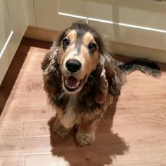 a brown and black dog sitting on top of a wooden floor next to a door