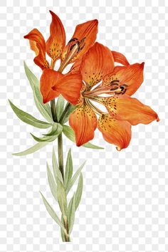 an orange flower with green leaves on the stem, transparent background png clipart