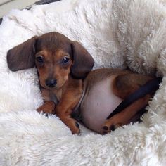 a small brown and black dog laying on top of a white blanket