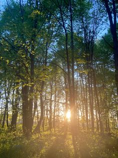 the sun is shining through the trees in the woods
