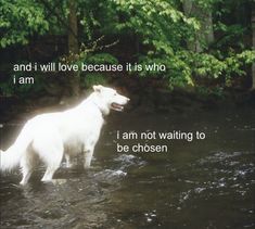 a white dog is standing in the water