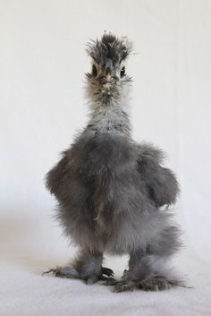 a small gray bird standing on its hind legs