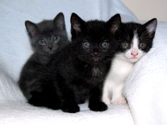 three black and white kittens sitting next to each other on a couch with one looking at the camera