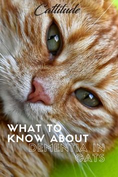 an orange cat laying down with the caption what to know about dental hygiene in cats