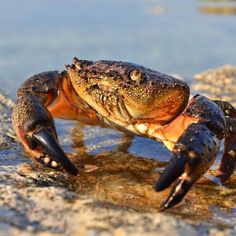 a crab is sitting on some rocks in the water and it's claws are sticking out