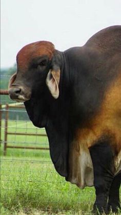 a large brown and black cow standing on top of a lush green grass covered field