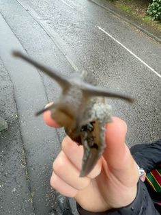 a small bird flying over a person's hand on the side of a road